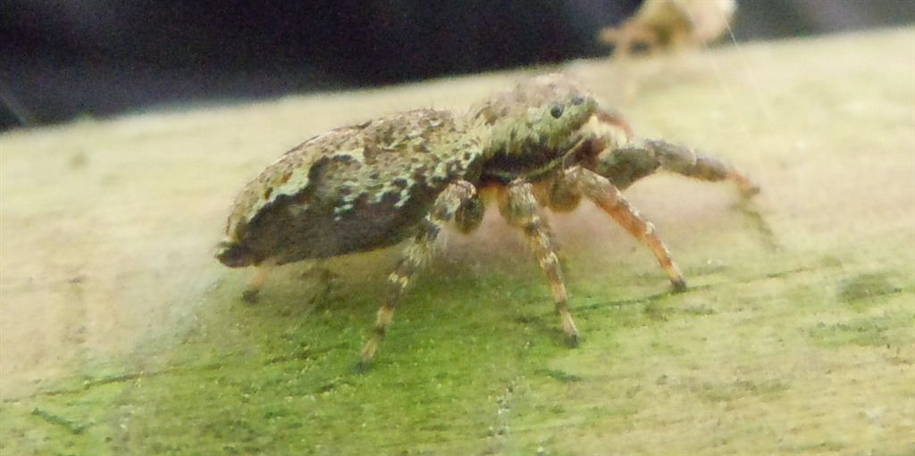 Marpissa muscosa
